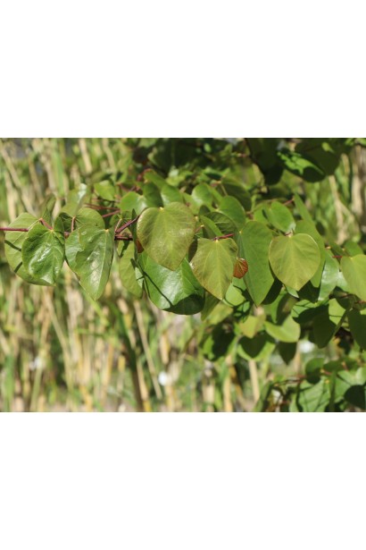 Церцис для акценту в саду